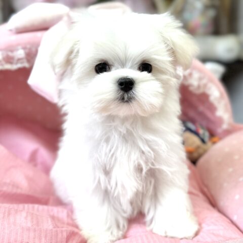 マルチーズ　シュガー・３ちゃん