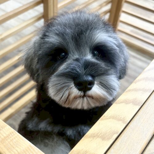 ミニチュアシュナウザー　みさ・２くん