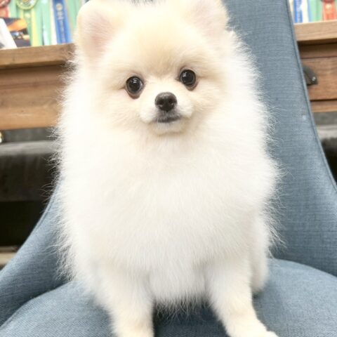 ポメラニアン　シャネル・１ちゃん
