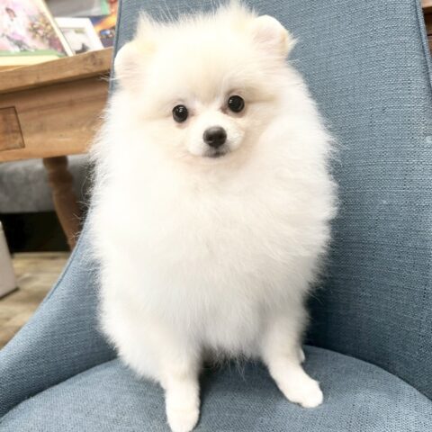 ポメラニアン　シャネル・２ちゃん