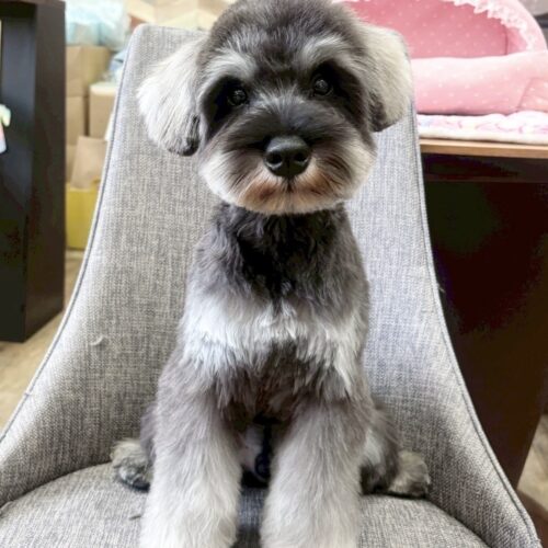ミニチュアシュナウザー　まお・１くん