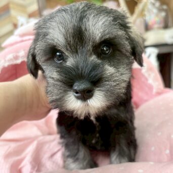 ミニチュアシュナウザー　まお・１くんサムネイル