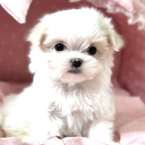 マルチーズ　りらん・１ちゃん