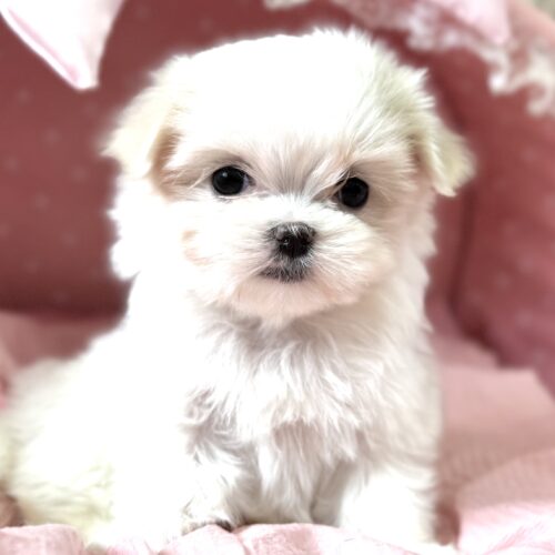 マルチーズ　りらん・１ちゃん