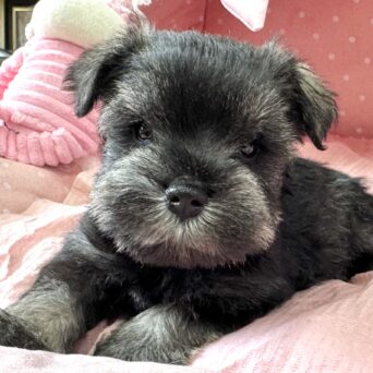 ミニチュアシュナウザー　ここるん・１ちゃんサムネイル