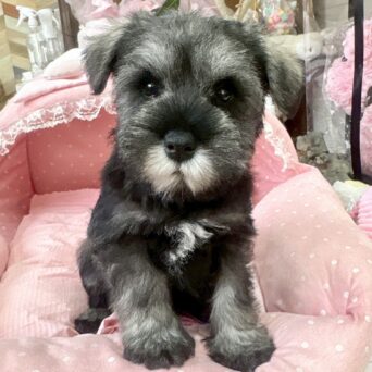 ミニチュアシュナウザー　まお・２くｎサムネイル