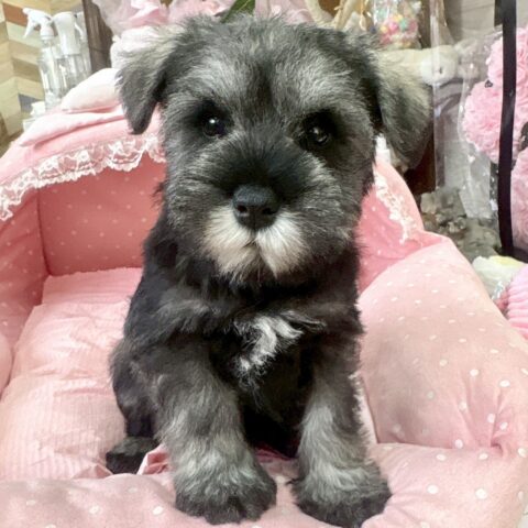 ミニチュアシュナウザー　まお・２くｎ