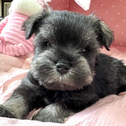 ミニチュアシュナウザー　ここるん・１ちゃん