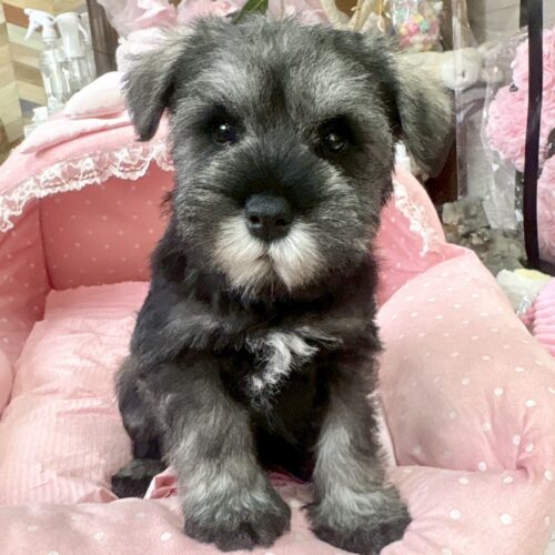 ミニチュアシュナウザー　まお・２くｎ