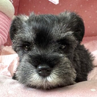 ミニチュアシュナウザー　ここるん・２ちゃんサムネイル