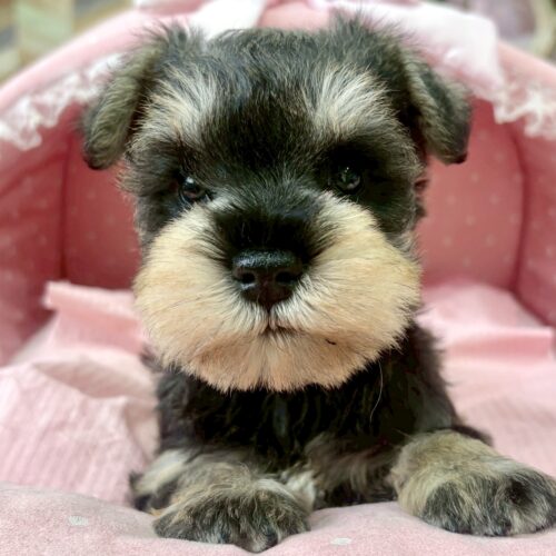 ミニチュアシュナウザー　みさ・１くん