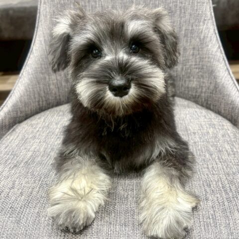 ミニチュアシュナウザー　るんか・３ちゃん