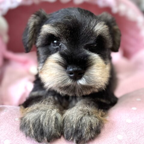 ミニチュアシュナウザー　みこと・１くん