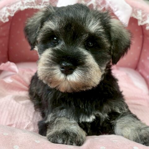 ミニチュアシュナウザー　みさ・２くん