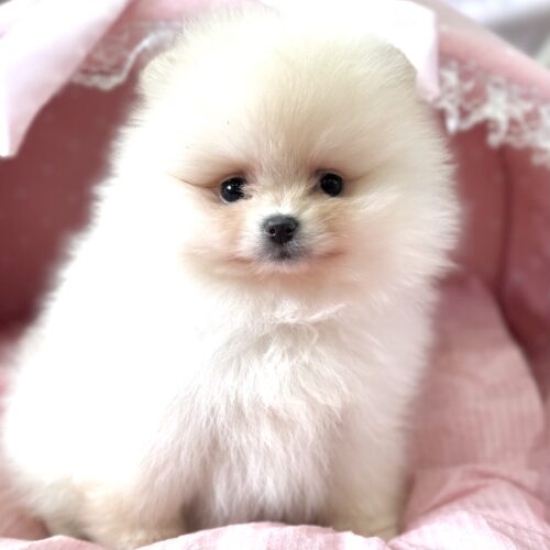 ポメラニアン　シャネル・１ちゃん