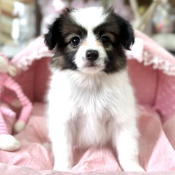 パピヨン　セリ・１ちゃんサムネイル