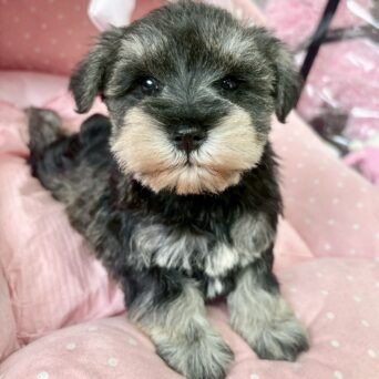 ミニチュアシュナウザー　みさ・３ちゃんサムネイル