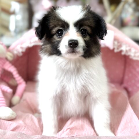 パピヨン　セリ・１ちゃん