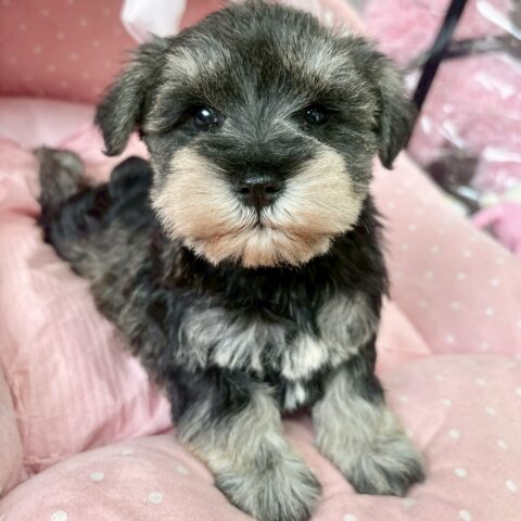 ミニチュアシュナウザー　みさ・３ちゃん