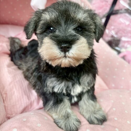 ミニチュアシュナウザー　みさ・３ちゃん