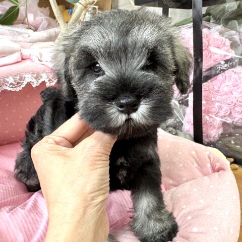 ミニチュアシュナウザー　七花・１くん