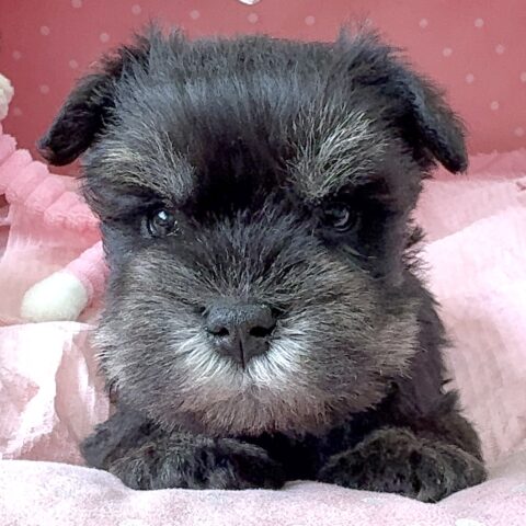 ミニチュアシュナウザー　ここるん・３くん