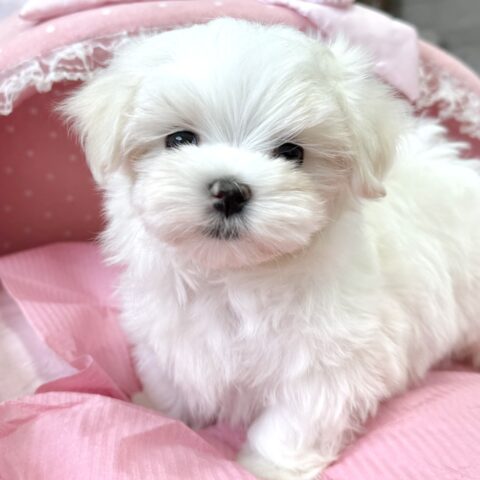 マルチーズ　シュガー・１ちゃん