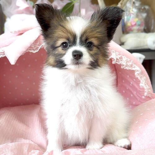 パピヨン　ゆま・１くん