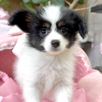 パピヨン　セリ・２くんサムネイル