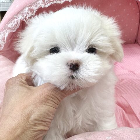 マルチーズ　シュガー・２ちゃん