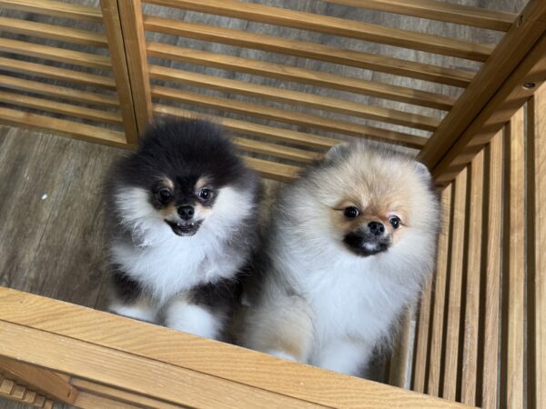 巣立って行ったステラっ子サムネイル