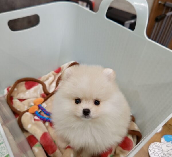 巣立って行ったステラっ子サムネイル