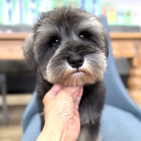 ミニチュアシュナウザー　みさ・２くん
