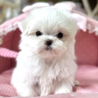 マルチーズ　ポッポ・１ちゃんサムネイル