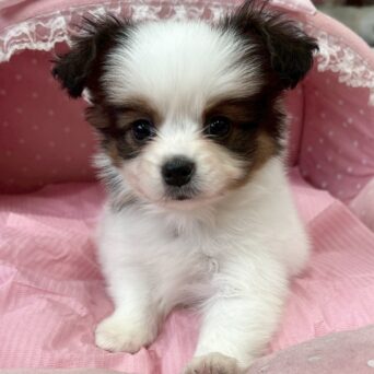 パピヨン　ヒラリル・２くんサムネイル