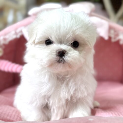 マルチーズ　ポッポ・１ちゃん