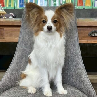 パピヨン　ゆか・３くんサムネイル