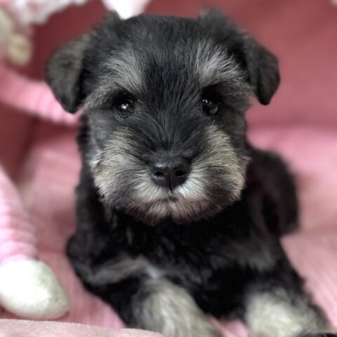 ミニチュアシュナウザー　千晴・１ちゃん