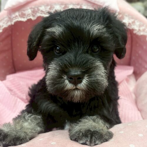 ミニチュアシュナウザー　アーニー・１ちゃん