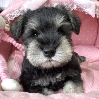 ミニチュアシュナウザー　千晴・２くんサムネイル