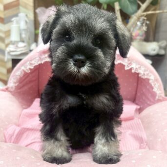 ミニチュアシュナウザー　アーニー・２ちゃんサムネイル