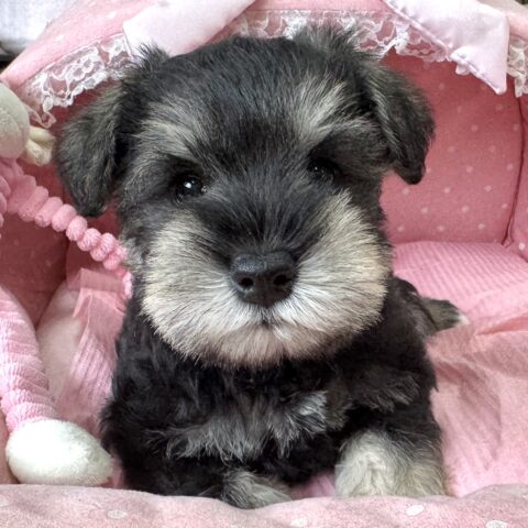 ミニチュアシュナウザー　千晴・２くん