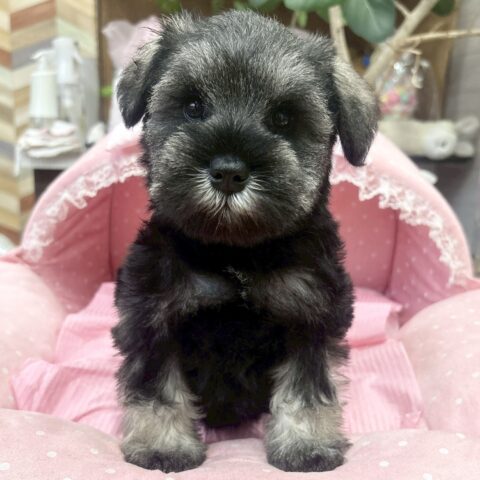 ミニチュアシュナウザー　アーニー・3ちゃん