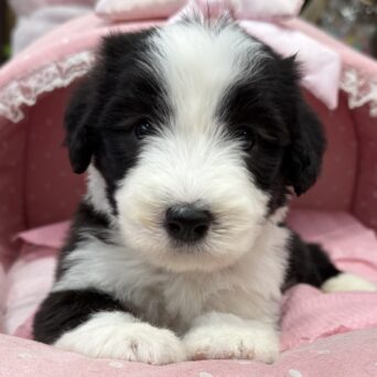 ビアデッドコリー　メルシー・２くんサムネイル