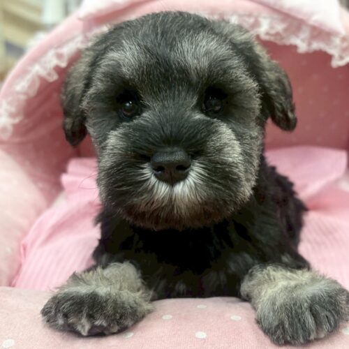 ミニチュアシュナウザー　アーニー・３ちゃん