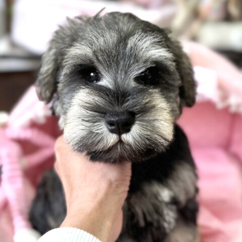 ミニチュアシュナウザー　七花・２くん
