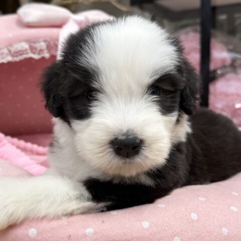 ビアデッドコリー　メルシー・３くん