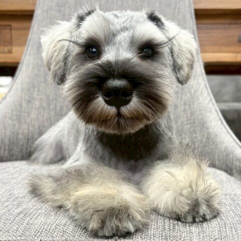 ミニチュアシュナウザー　チェリー・１くん