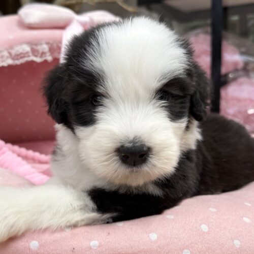 ビアデッドコリー　メルシー・３くん