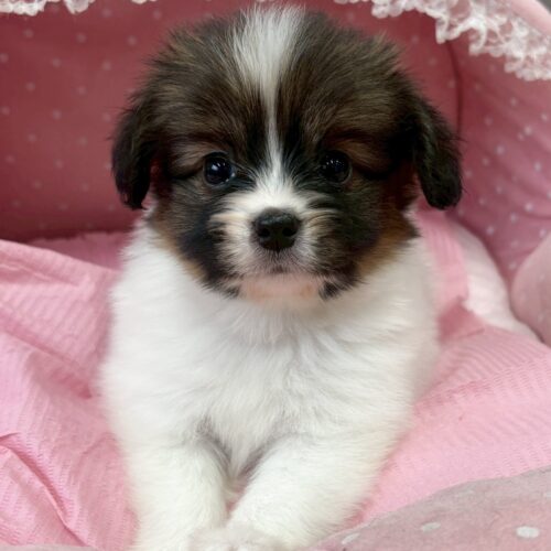 パピヨン　ヒラリル・１くん